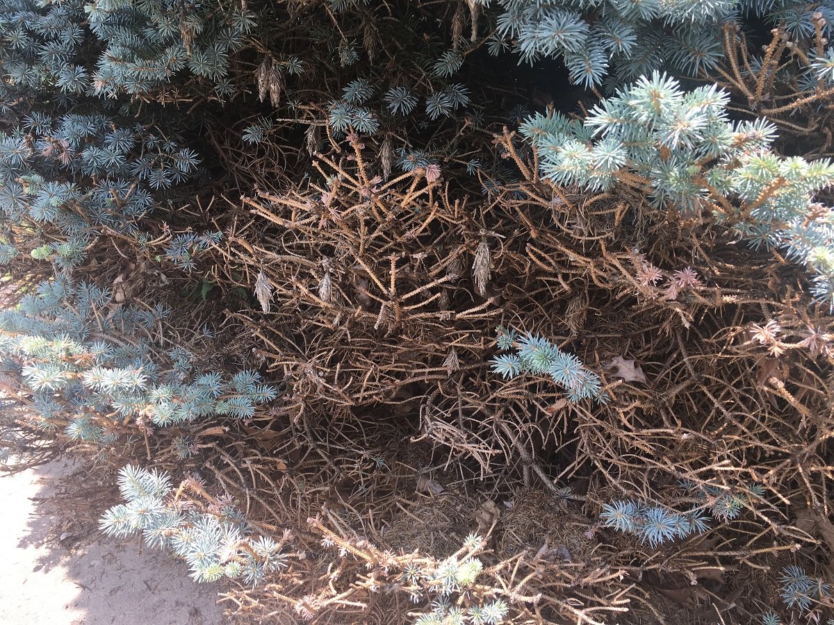 All About Bagworms Treatment, Identification, and Control Expectations